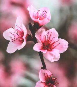 La flor del cerezo – Tarot Mítico Griego
